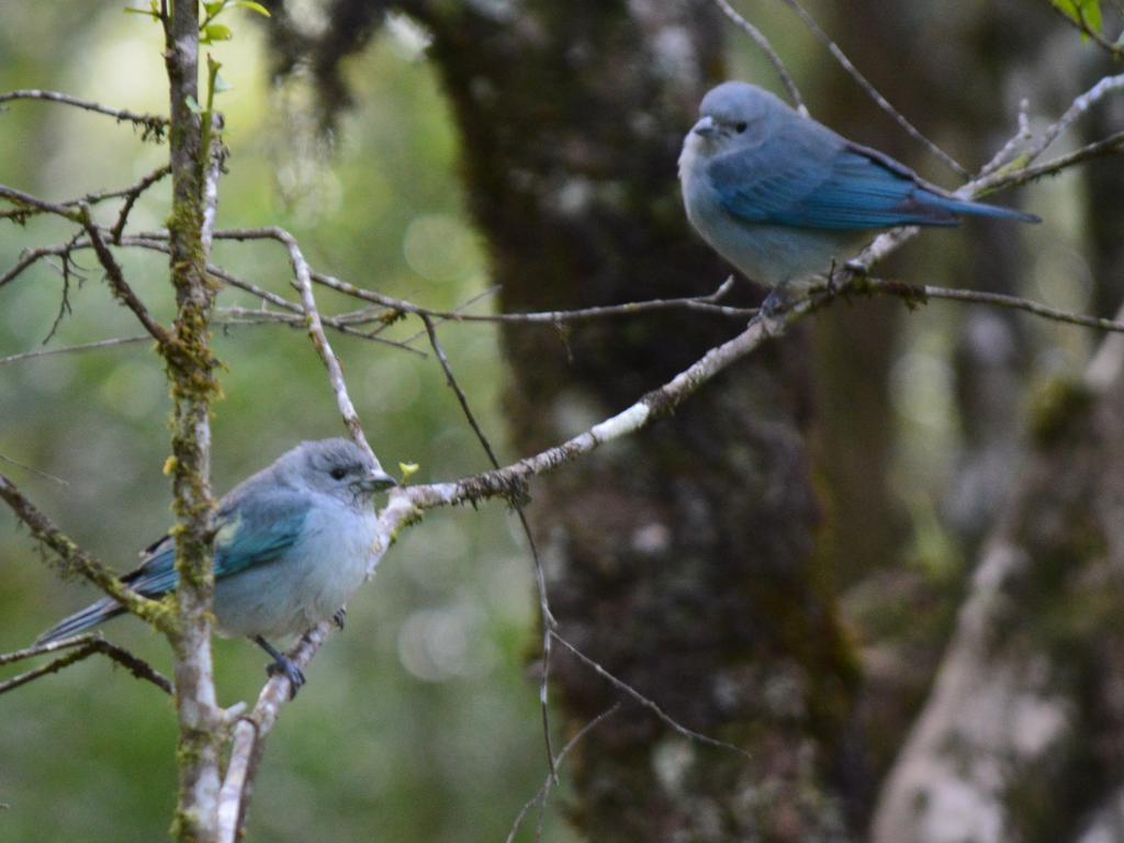 Refugio Caminho Das Pedras Monte Verde  Εξωτερικό φωτογραφία