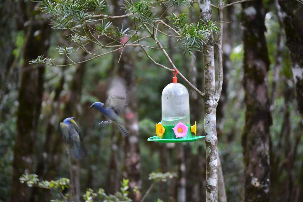 Refugio Caminho Das Pedras Monte Verde  Εξωτερικό φωτογραφία